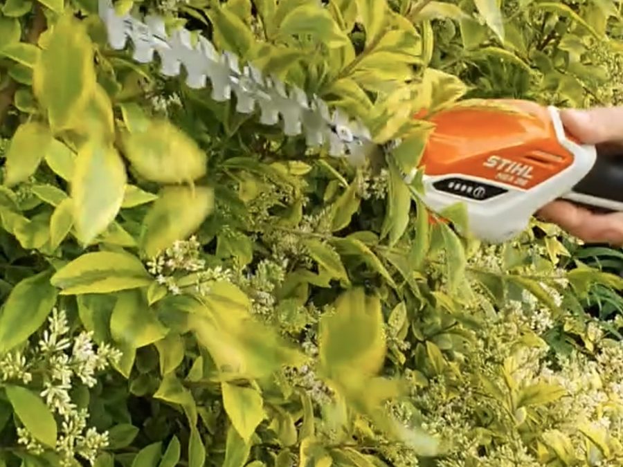 STIHL Akku-Strauchschere beim Schneiden einer Hecke